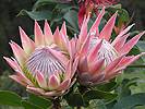 Click to display a larger image of these proteas